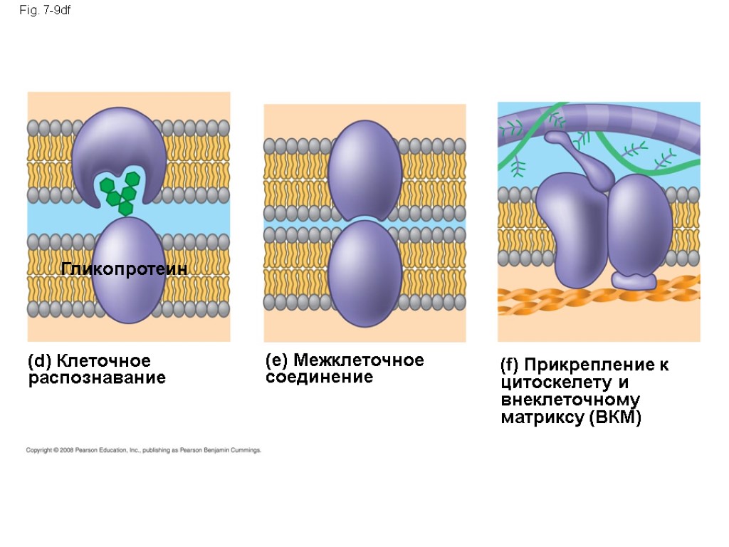 Fig. 7-9df (d) Клеточное распознавание Гликопротеин (e) Межклеточное соединение (f) Прикрепление к цитоскелету и